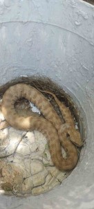 Kümese Giren En Zehirli Yilanlardan Koca Engerek Dogal Ortamina Birakildi