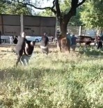 Kurbanlik Danayi Zapt Etmeye Çalistilar