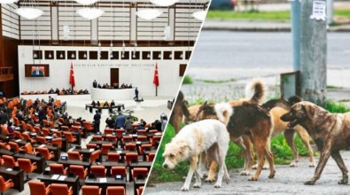 Sokak hayvanları düzenlemesinde sona doğru: Detaylar netleşiyor... Cezası 50 bin TL'ye çıkarılacak