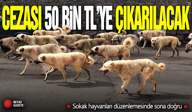 Sokak hayvanları düzenlemesinde sona doğru: Detaylar netleşiyor... Cezası 50 bin TL'ye çıkarılacak