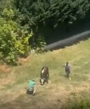 Yalova'da Kaçan Kurbanlik Boga Çocuk Parkina Girdi Haberi