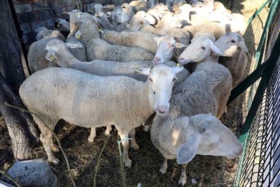 Eyüpsultanli 55 Sehit Için Kurban Kesildi