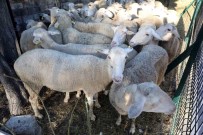 Eyüpsultanli 55 Sehit Için Kurban Kesildi