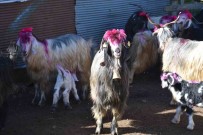 117 Yildir Devam Eden Gelenek Açiklamasi Gelin Gibi Süslenen Hayvanlari Ile Göçe Basladilar