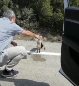 Osmaniye'de Susayan Tilki Yol Kesti