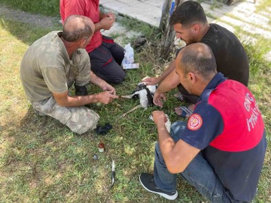 Yuvadan Düsen Yavru Leyleklerin Imdadina Itfaiye Ekipleri Yetisti