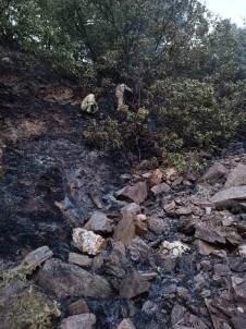 Alasehir'de 50 Dekarlik Meyve Bahçesi Kül Oldu