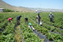 Ilk Hasattan 1,5 Milyon TL Ekonomiye Katki Saglandi
