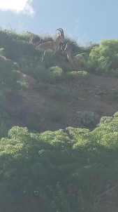 Kayak Merkezinde Dag Keçileri Görüntülendi