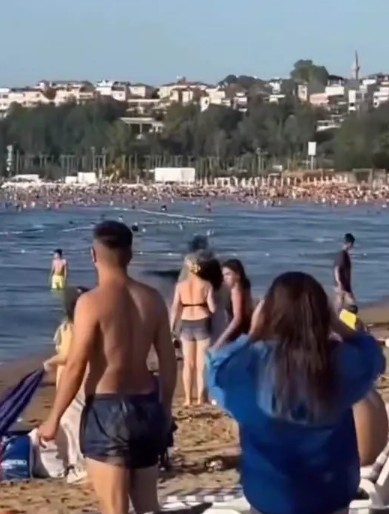 Şile plajında korku dolu anlar: İnsanların arasına dalıp koştular!