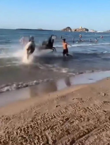 Şile plajında korku dolu anlar: İnsanların arasına dalıp koştular!