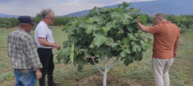 Kuyucak'ta Incir Bahçelerinde Hastalik Ve Zararli Kontrolü Yapildi