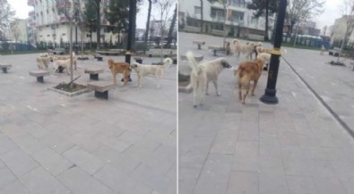 Mahkemeden flaş başıboş köpek kararı: Toplamak devletin görevi