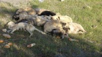 Yozgat'ta 20'Nin Üzerinde Sokak Köpegi Ölü Bulundu Haberi