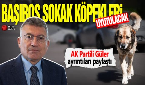 AK Partili Güler'den başıboş sokak köpekleri düzenlemesine ilişkin açıklama: Uyutulmaya veteriner hekimlerle karar verilecek