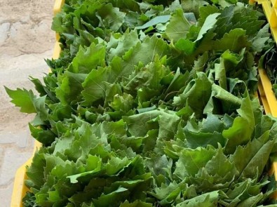 Bayram Tatili Sonrasi Yaprak Mesaisi Basladi