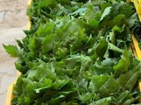 Bayram Tatili Sonrasi Yaprak Mesaisi Basladi