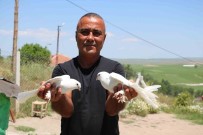 Bu Kuslara Deger Biçilemiyor Haberi