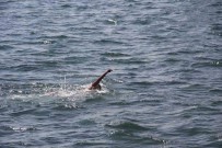 Sicaklarda Baraj, Gölet Ve Sulama Kanallarinda Bogulma Orani Artiyor