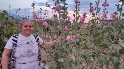 Sifa Deposu Deve Gülünde Hasat Basladi