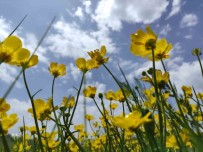 Ardahan'da Yagislarin Ardindan Doga Renklendi