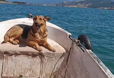Tokat'ta Sevimli Köpegin Sandal Turu Gülümsetti