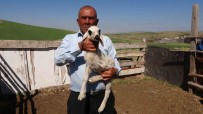 Yozgat'ta Üç Bacakli Kuzu Hayrete Düsürdü Haberi
