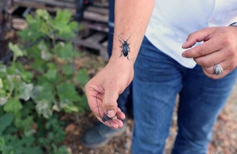 Muğla'da ilk defa görüldü: Ekipler alarma geçti