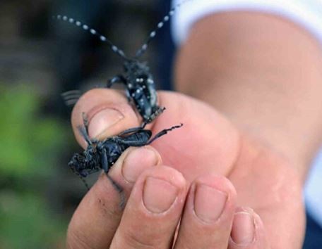 Muğla'da ilk defa görüldü: Ekipler alarma geçti