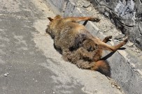 Aracin Çarptigi Çakal Telef Oldu Haberi