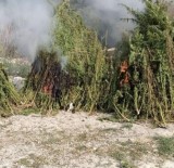 Kirklareli'nde Ayçiçegi Tarlasinda 1 Milyon Kök Hint Keneviri Ele Geçirildi