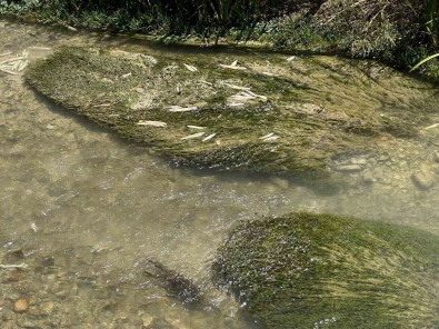 Sivas Valiligi Uyardi, O Akarsuda 15 Gün Balik Tutmak Yasaklandi