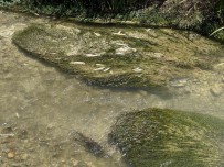 Sivas Valiligi Uyardi, O Akarsuda 15 Gün Balik Tutmak Yasaklandi