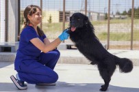 Yilin Ilk 6 Ayinda Izmir'deki Barinaklardan 500 Köpek Sahiplendirildi