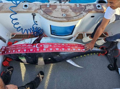 154 Kiloluk Devasa Orkinosu 4 Kisi, 1 Saatlik Mücadeleyle Yakalamayi Basardi