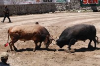 Ayder'de Kiyasiya Boga Güresleri Haberi