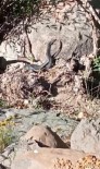 Bingöl'de Siyah Yilanlarin Dansi Görüntülendi Haberi