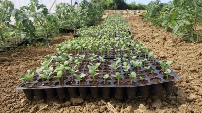 Üreticiler Karpuz Fidelerini Toprakla Bulusturdu