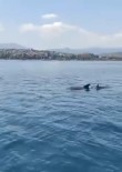 Yalova Açiklarinda Yunuslarin Görsel Söleni Haberi