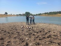 Edirne'de Toplu Balik Ölümleri Ile Ilgili Sorusturma Baslatildi