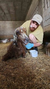 'Hayat Tamircisi' Yanginda Yaralanan Hayvanlara Umut Oluyor