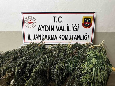 Kenevir Bitkisi Eken 2 Süpheli Yakalandi