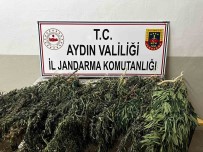 Kenevir Bitkisi Eken 2 Süpheli Yakalandi