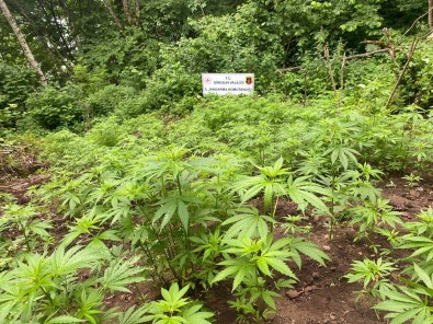 Ormana Kenevir Eken 2 Kisi Tutuklandi