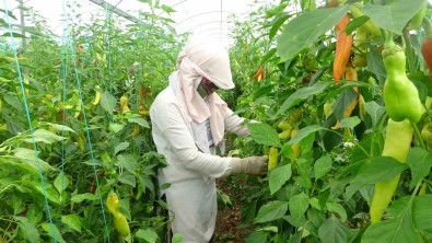 Serada Çalisan Isçiler Sicakta Bunaliyor