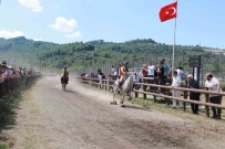 Ünye'de Rahvan At Yarisi Heyecani Haberi