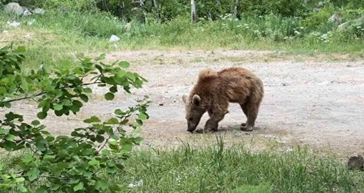 Dünyanın ikinci büyük krater gölünde tehlikeli görüntüler: Maskot ayılar herkesin korkulu rüyası oldu