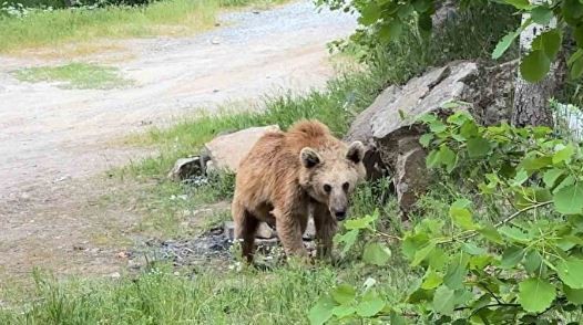 Dünyanın ikinci büyük krater gölünde tehlikeli görüntüler: Maskot ayılar herkesin korkulu rüyası oldu