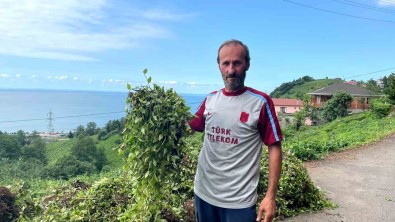 1. Sürgünde Telgraf Otu Çay Müstahsilinin Basina Dert Oldu