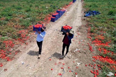 Domateste 100 Bin Ton Rekolte Bekleniyor